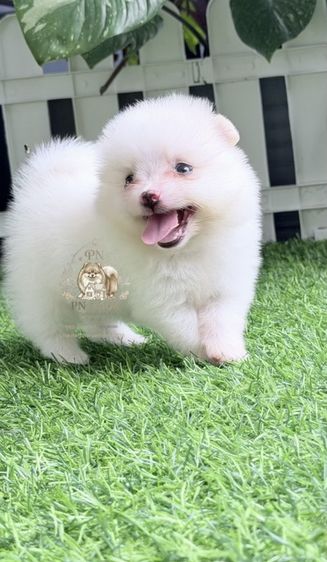 ปอมแท้ราคาถูก รูปที่ 9