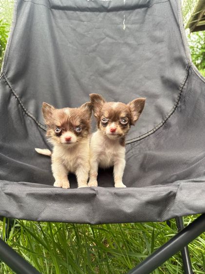 ชิวาวา (Chihuahua) เล็ก ชิวาวา เพศเมียจิ๋ว