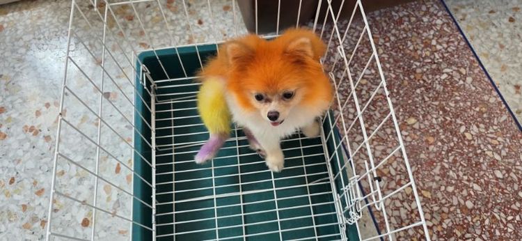 ปอมเมอเรเนียน (Pomeranian) ปอมแท้ไซส์เล็ก โตสุด นน. 1.5 กก.