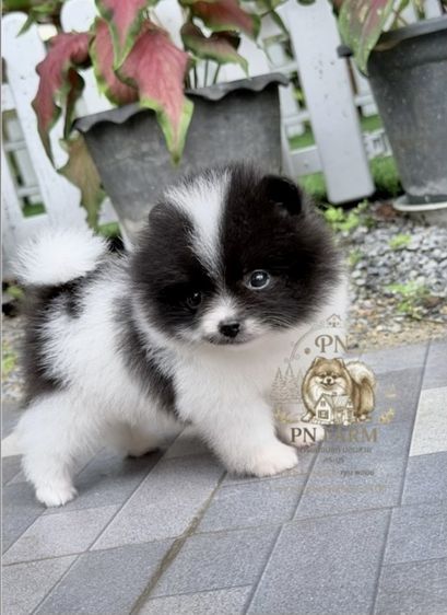 ปอมแท้ราคาถูก รูปที่ 4