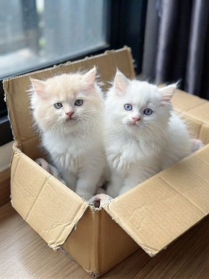 สก็อตติช โฟลด์ (Scottish Fold) สก็อตติชปล่อยถูก