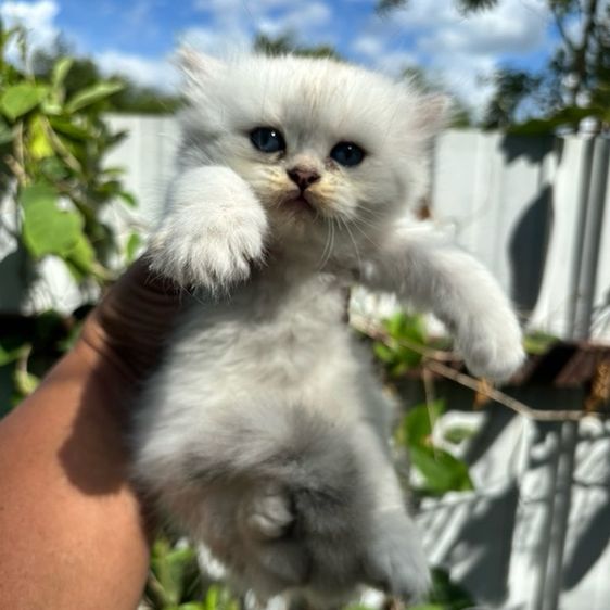 สก็อตติช โฟลด์ (Scottish Fold) สก็อตติส โฟล น่ารัก2ตัว
