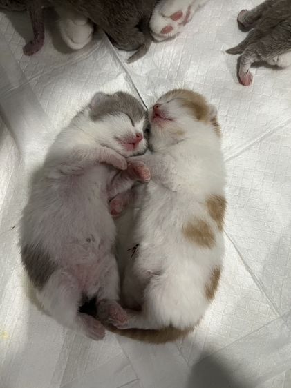 🐻 [เปิดจอง/หาบ้าน] British Shorthair คุณภาพสายเลือดดี หน้าหมี โครงสร้างตัน 🐻 รูปที่ 4