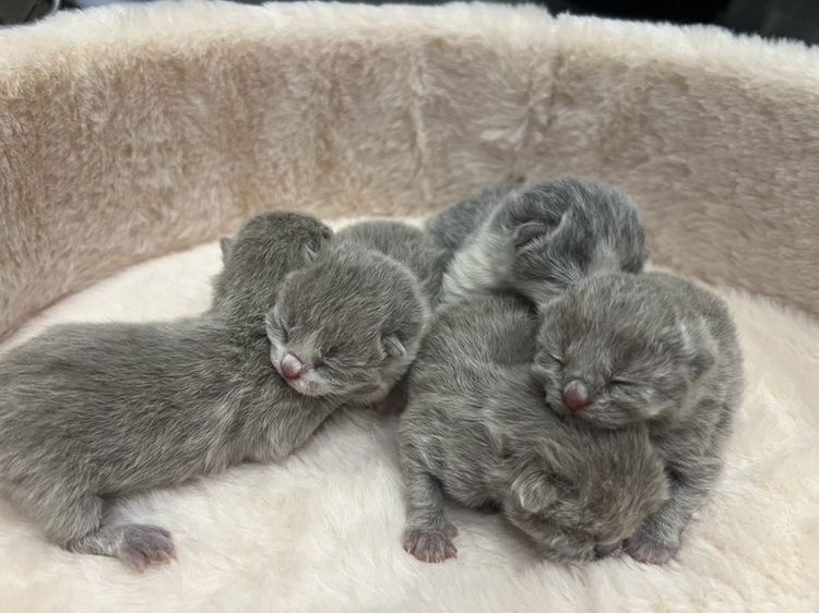 🐻 [เปิดจอง/หาบ้าน] British Shorthair คุณภาพสายเลือดดี หน้าหมี โครงสร้างตัน 🐻 รูปที่ 6