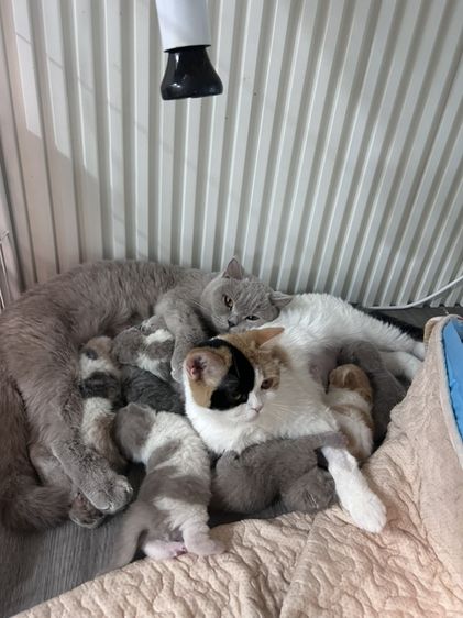 🐻 [เปิดจอง/หาบ้าน] British Shorthair คุณภาพสายเลือดดี หน้าหมี โครงสร้างตัน 🐻 รูปที่ 9
