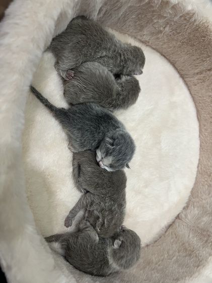 🐻 [เปิดจอง/หาบ้าน] British Shorthair คุณภาพสายเลือดดี หน้าหมี โครงสร้างตัน 🐻 รูปที่ 7