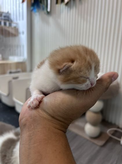 🐻 [เปิดจอง/หาบ้าน] British Shorthair คุณภาพสายเลือดดี หน้าหมี โครงสร้างตัน 🐻 รูปที่ 11
