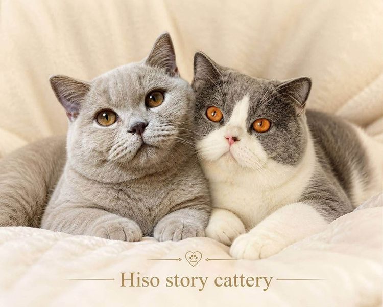 🐻 [เปิดจอง/หาบ้าน] British Shorthair คุณภาพสายเลือดดี หน้าหมี โครงสร้างตัน 🐻 รูปที่ 3
