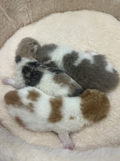 🐻 [เปิดจอง/หาบ้าน] British Shorthair คุณภาพสายเลือดดี หน้าหมี โครงสร้างตัน 🐻 รูปที่ 5
