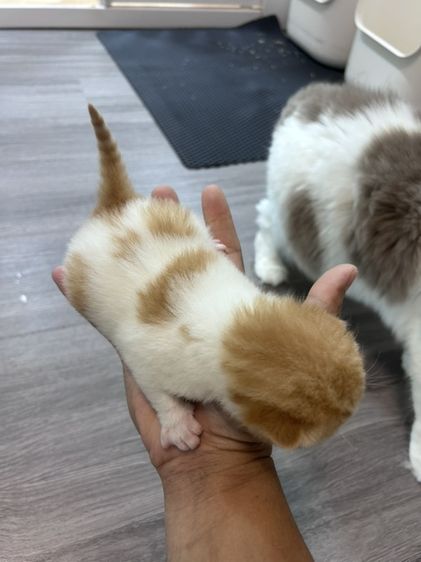 🐻 [เปิดจอง/หาบ้าน] British Shorthair คุณภาพสายเลือดดี หน้าหมี โครงสร้างตัน 🐻 รูปที่ 10