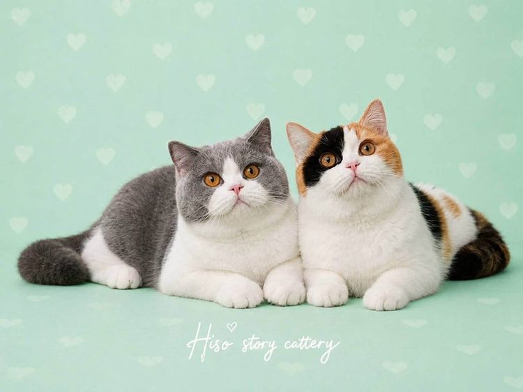 🐻 [เปิดจอง/หาบ้าน] British Shorthair คุณภาพสายเลือดดี หน้าหมี โครงสร้างตัน 🐻 รูปที่ 2