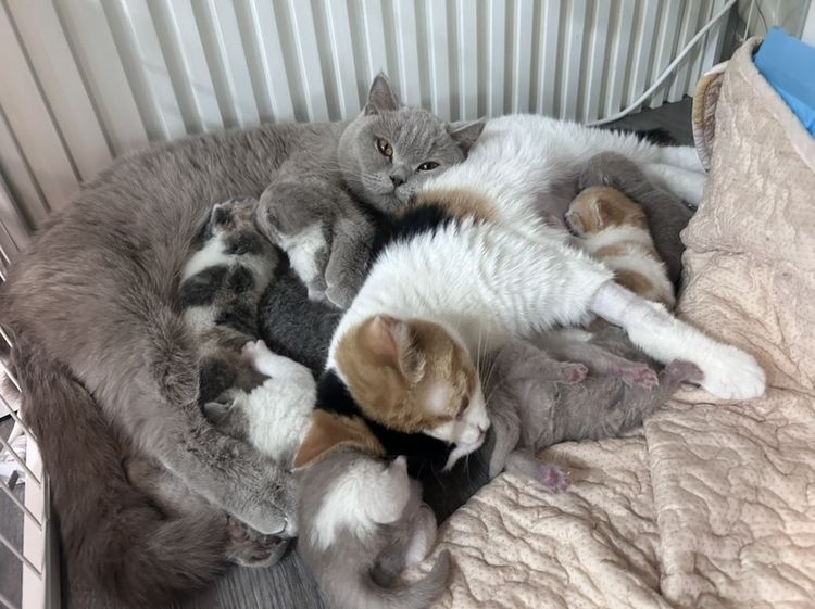 🐻 [เปิดจอง/หาบ้าน] British Shorthair คุณภาพสายเลือดดี หน้าหมี โครงสร้างตัน 🐻 รูปที่ 8