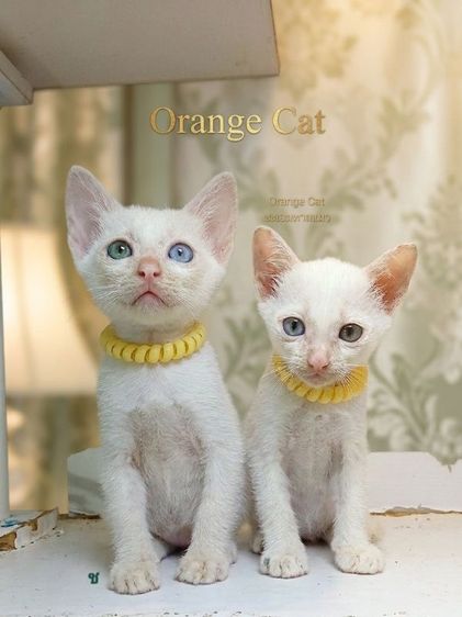 ขาวมณี (Khao Manee) แมวขาวมณีตาสองสี เพศผู้ ตรวจหัดให้ก่อนย้ายรับประกันเอดส์แมวกับรคีเมียคะ