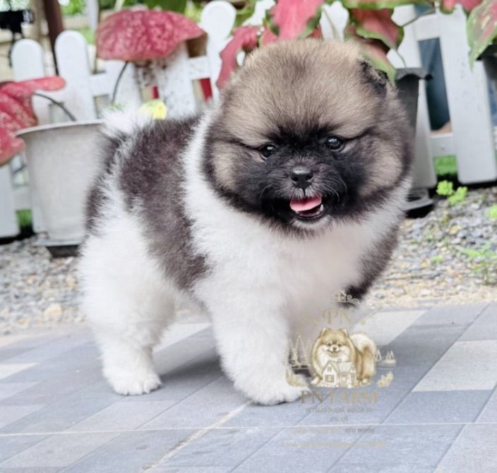 ปอมแท้ราคาถูก