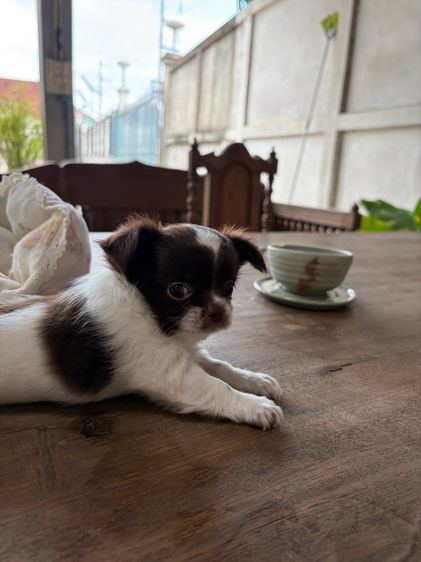 ลูกหมา รูปที่ 8