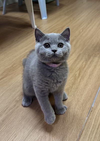 บริติช ชอร์ตแฮร์ (British Shorthair) แมวบริติช
