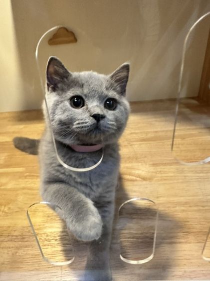 แมวบริติช รูปที่ 4