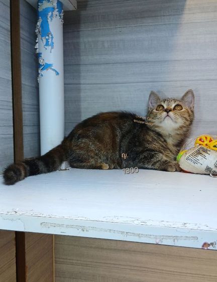 สก็อตติช โฟลด์ (Scottish Fold) แมวสก้อตติช ผสม เพศเมีย รับประกันเอดส์แมวกับรคีเมียคะ