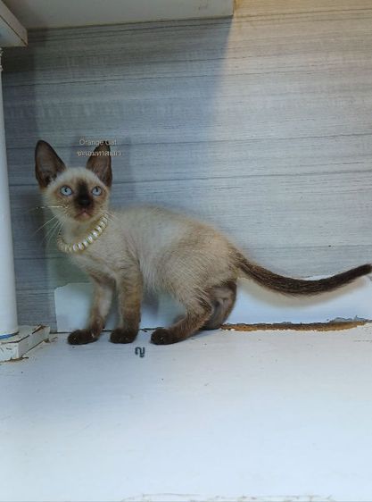 วิเชียรมาศ (Siamese Cat) แมววิเชียรมาศ เพศเมีย คะวัคซีนแล้ว1เข็มก่อนย้ายตรวจหัดแมวฟรีรับประกันเอดส์แมวกับรูคีเมียคะ