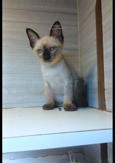 วิเชียรมาศ (Siamese Cat) แมววิเชียรมาศ เพสผู้ คะวัคซีนแล้ว1เข็มก่อนย้ายตรวจหัดแมวฟรีรับประกันเอดส์แมวกับรูคีเมียคะ