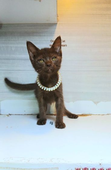 วิเชียรมาศ (Siamese Cat) แมวศุภลักษณ์ เพศเมีย ตรวจหัดให้ก่อนย้ายรับประกันเอดส์แมวกับรคีเมียคะ
