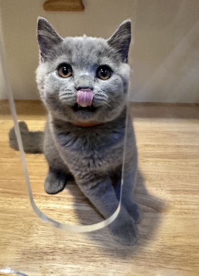 บริติช ชอร์ตแฮร์ (British Shorthair) แมว บริติช