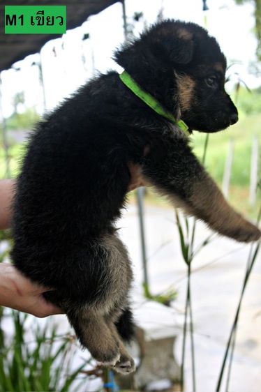 ลูกหมา ลูกสุนัข เยอรมันเชพเพิร์ด พันธุ์แท้จากฟาร์ม k9 ส่งได้ทั่วประเทศ มีทั้งตัวผู้และตัวเมีย หมาพันธุ์ใหญ่ รูปที่ 5