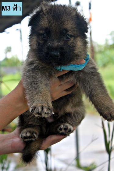 ลูกหมา ลูกสุนัข เยอรมันเชพเพิร์ด พันธุ์แท้จากฟาร์ม k9 ส่งได้ทั่วประเทศ มีทั้งตัวผู้และตัวเมีย หมาพันธุ์ใหญ่ รูปที่ 10