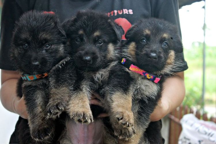 ลูกหมา ลูกสุนัข เยอรมันเชพเพิร์ด พันธุ์แท้จากฟาร์ม k9 ส่งได้ทั่วประเทศ มีทั้งตัวผู้และตัวเมีย หมาพันธุ์ใหญ่ รูปที่ 4