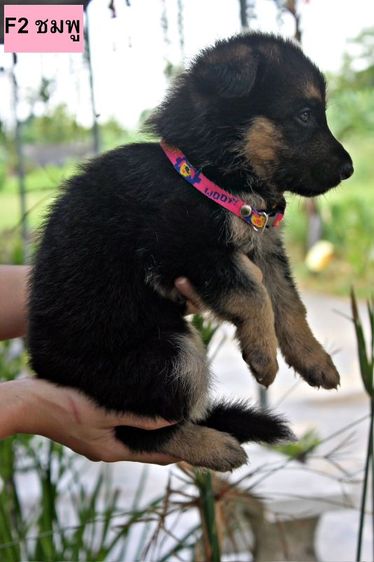 ลูกหมา ลูกสุนัข เยอรมันเชพเพิร์ด พันธุ์แท้จากฟาร์ม k9 ส่งได้ทั่วประเทศ มีทั้งตัวผู้และตัวเมีย หมาพันธุ์ใหญ่ รูปที่ 13