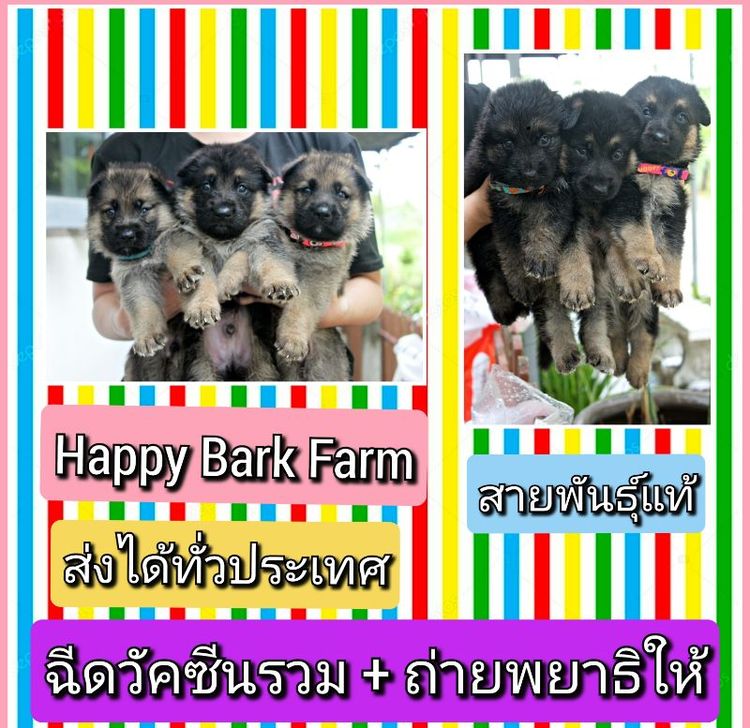 เยอรมันเชพเพิร์ด (German Shepherd) ลูกหมา ลูกสุนัข เยอรมันเชพเพิร์ด พันธุ์แท้จากฟาร์ม k9 ส่งได้ทั่วประเทศ มีทั้งตัวผู้และตัวเมีย หมาพันธุ์ใหญ่