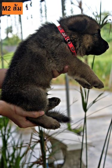 ลูกหมา ลูกสุนัข เยอรมันเชพเพิร์ด พันธุ์แท้จากฟาร์ม k9 ส่งได้ทั่วประเทศ มีทั้งตัวผู้และตัวเมีย หมาพันธุ์ใหญ่ รูปที่ 7