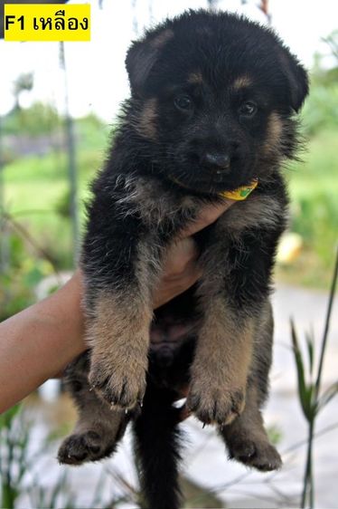ลูกหมา ลูกสุนัข เยอรมันเชพเพิร์ด พันธุ์แท้จากฟาร์ม k9 ส่งได้ทั่วประเทศ มีทั้งตัวผู้และตัวเมีย หมาพันธุ์ใหญ่ รูปที่ 11