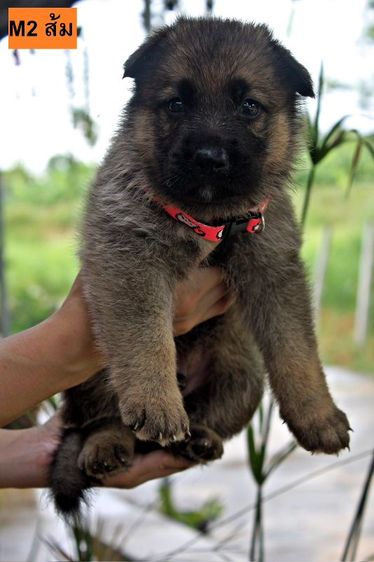 ลูกหมา ลูกสุนัข เยอรมันเชพเพิร์ด พันธุ์แท้จากฟาร์ม k9 ส่งได้ทั่วประเทศ มีทั้งตัวผู้และตัวเมีย หมาพันธุ์ใหญ่ รูปที่ 8