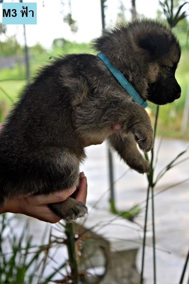 ลูกหมา ลูกสุนัข เยอรมันเชพเพิร์ด พันธุ์แท้จากฟาร์ม k9 ส่งได้ทั่วประเทศ มีทั้งตัวผู้และตัวเมีย หมาพันธุ์ใหญ่ รูปที่ 9
