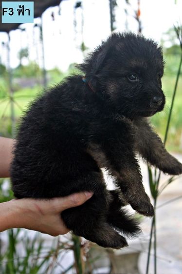 ลูกหมา ลูกสุนัข เยอรมันเชพเพิร์ด พันธุ์แท้จากฟาร์ม k9 ส่งได้ทั่วประเทศ มีทั้งตัวผู้และตัวเมีย หมาพันธุ์ใหญ่ รูปที่ 15