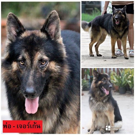 ลูกหมา ลูกสุนัข เยอรมันเชพเพิร์ด พันธุ์แท้จากฟาร์ม k9 ส่งได้ทั่วประเทศ มีทั้งตัวผู้และตัวเมีย หมาพันธุ์ใหญ่ รูปที่ 17