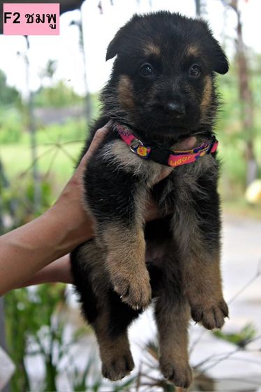 ลูกหมา ลูกสุนัข เยอรมันเชพเพิร์ด พันธุ์แท้จากฟาร์ม k9 ส่งได้ทั่วประเทศ มีทั้งตัวผู้และตัวเมีย หมาพันธุ์ใหญ่ รูปที่ 14