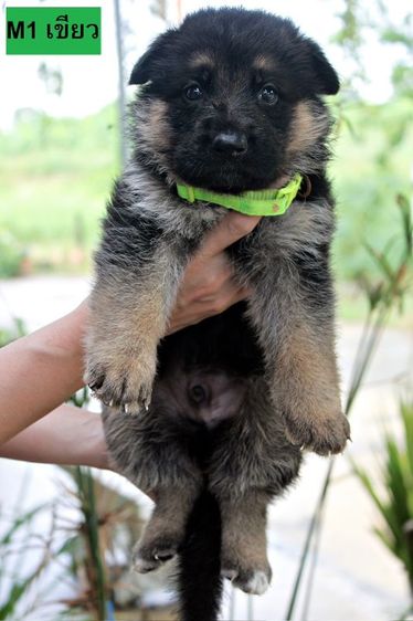 ลูกหมา ลูกสุนัข เยอรมันเชพเพิร์ด พันธุ์แท้จากฟาร์ม k9 ส่งได้ทั่วประเทศ มีทั้งตัวผู้และตัวเมีย หมาพันธุ์ใหญ่ รูปที่ 6