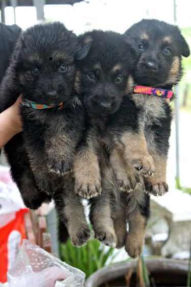 ลูกหมา ลูกสุนัข เยอรมันเชพเพิร์ด พันธุ์แท้จากฟาร์ม k9 ส่งได้ทั่วประเทศ มีทั้งตัวผู้และตัวเมีย หมาพันธุ์ใหญ่ รูปที่ 2