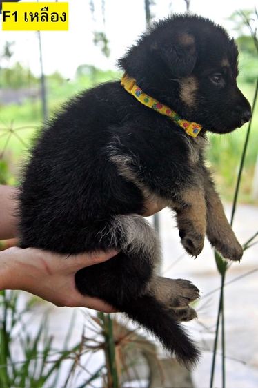 ลูกหมา ลูกสุนัข เยอรมันเชพเพิร์ด พันธุ์แท้จากฟาร์ม k9 ส่งได้ทั่วประเทศ มีทั้งตัวผู้และตัวเมีย หมาพันธุ์ใหญ่ รูปที่ 12