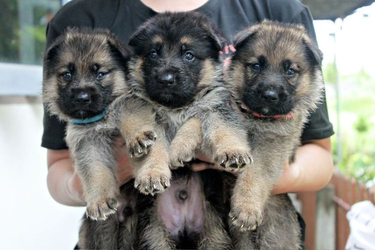 ลูกหมา ลูกสุนัข เยอรมันเชพเพิร์ด พันธุ์แท้จากฟาร์ม k9 ส่งได้ทั่วประเทศ มีทั้งตัวผู้และตัวเมีย หมาพันธุ์ใหญ่ รูปที่ 3