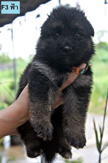 ลูกหมา ลูกสุนัข เยอรมันเชพเพิร์ด พันธุ์แท้จากฟาร์ม k9 ส่งได้ทั่วประเทศ มีทั้งตัวผู้และตัวเมีย หมาพันธุ์ใหญ่ รูปที่ 16