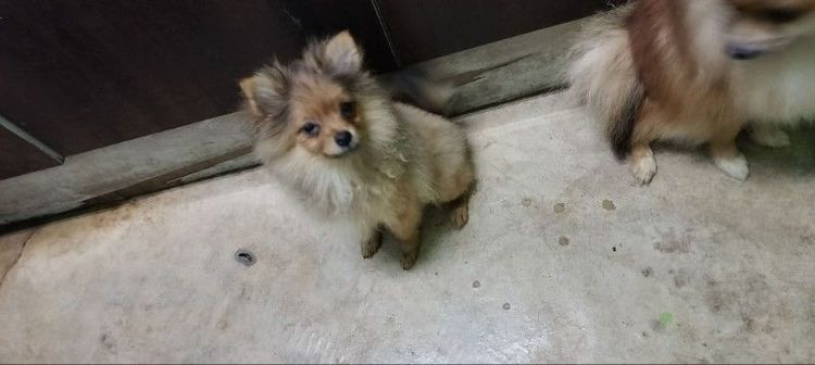 ปอมเมอเรเนียน (Pomeranian) เล็ก ขายปอมแท้ตัวผู้