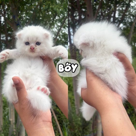 สก็อตติช โฟลด์ (Scottish Fold) สก็อตติช