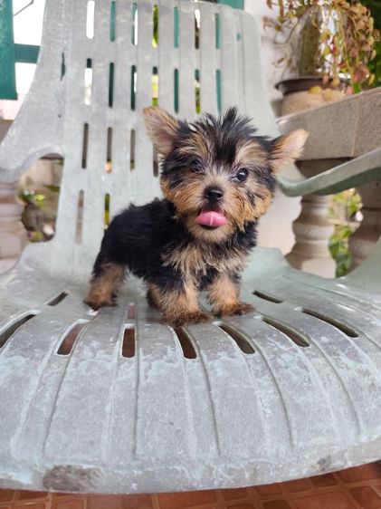 ยอร์คเชียร์ เทอร์เรีย (Yorkshire Terrier) เล็ก ยอร์คเชียร์ เพศผู้จังหวัดอุดรจัดส่งฟรีทุกจังหวัด