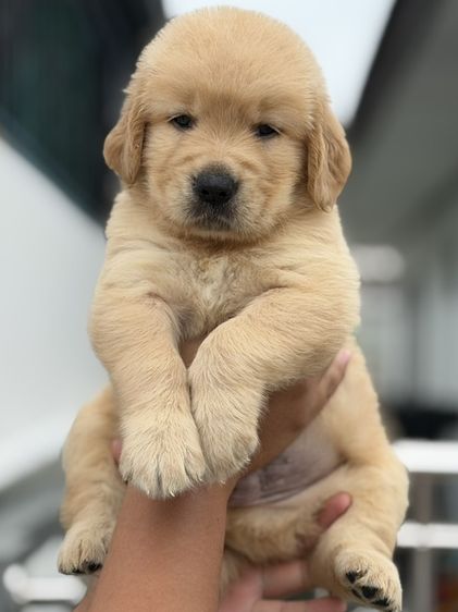 โกลเด้นรีทรีฟเวอร์ (Golden Retriever) ใหญ่ โกลเด้นรีทรีฟเวอร์