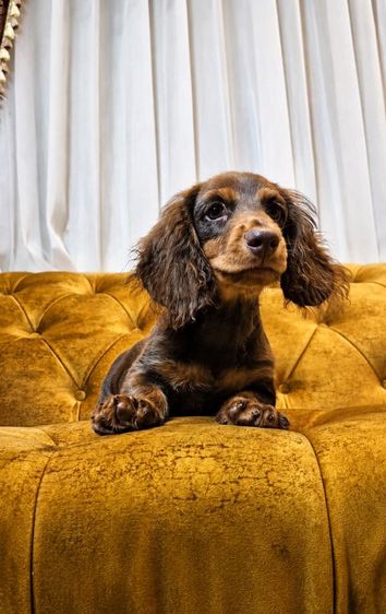 ดัชชุน (Dachshund) เล็ก สุดหล่อดัชชุน สีช็อกโกแลตแทน 3เดือนกว่า มีใบเพ็ด