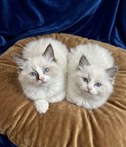 แร็กดอลล์ (Ragdoll) ลูกแมวแรคดอลล์