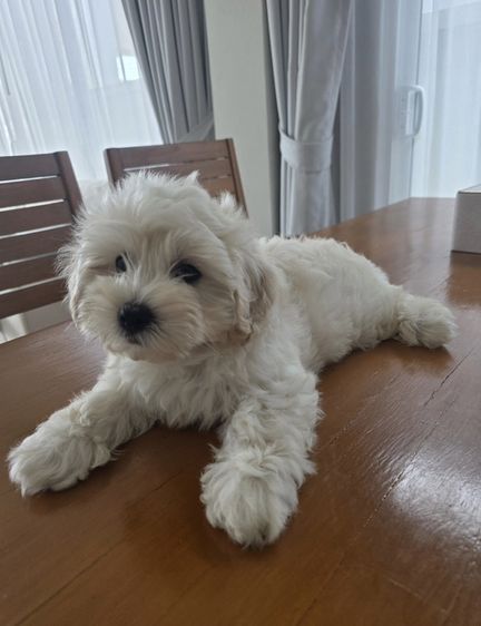 อื่นๆ เล็ก Maltipoo puppies – family raised in Phuket
